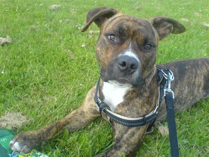 Amerikansk staffordshire terrier Chili billede 9