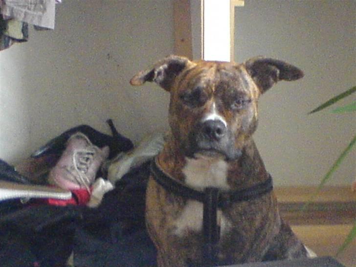 Amerikansk staffordshire terrier Chili billede 10