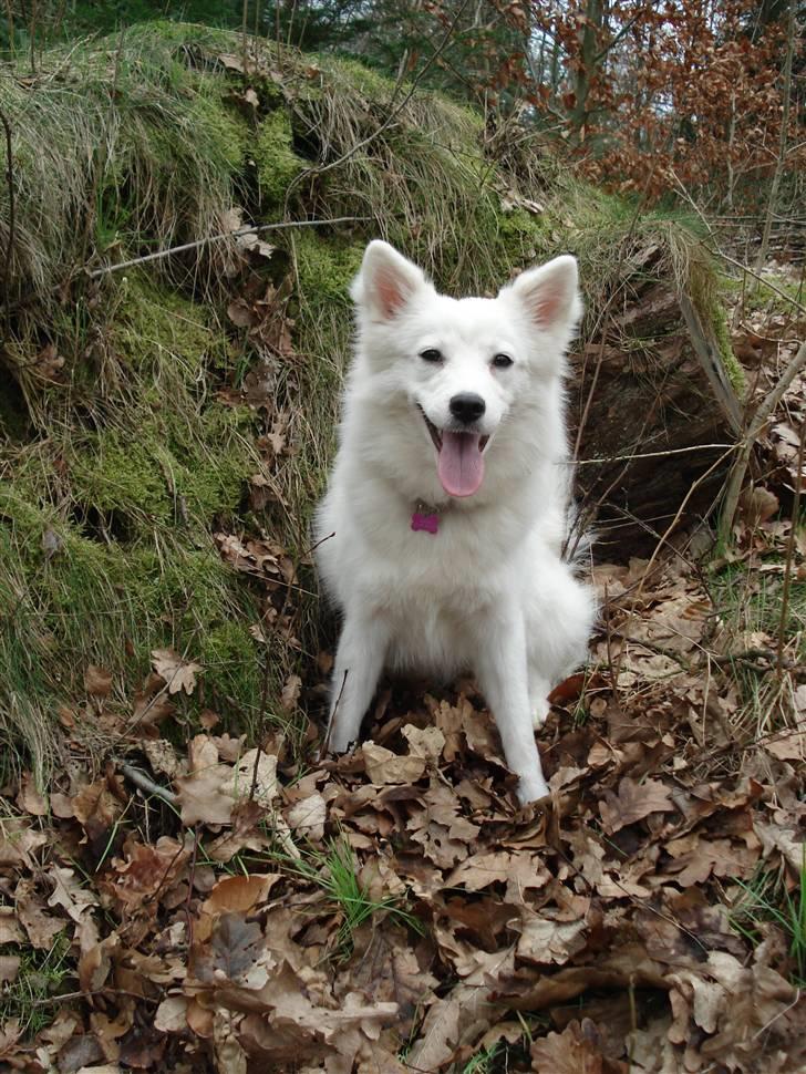 Japansk spids Malou R.I.P 11/9-2019 - nyt billede 13