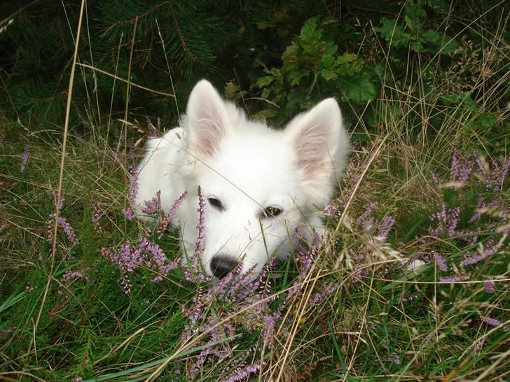 Japansk spids Malou R.I.P 11/9-2019 billede 14