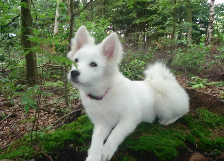 Japansk spids Malou R.I.P 11/9-2019 billede 15