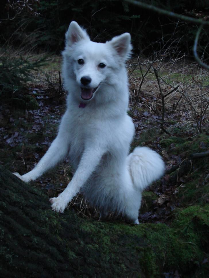 Japansk spids Malou R.I.P 11/9-2019 - nyt billede 16