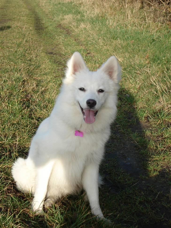 Japansk spids Malou R.I.P 11/9-2019 billede 17