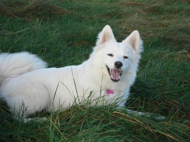 Japansk spids Malou R.I.P 11/9-2019 billede 18