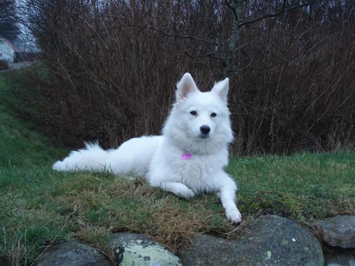 Japansk spids Malou R.I.P 11/9-2019 billede 19