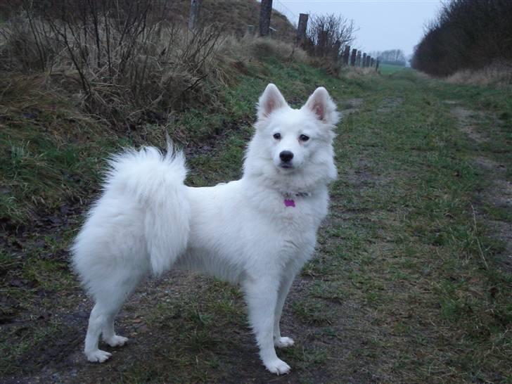 Japansk spids Malou R.I.P 11/9-2019 billede 20