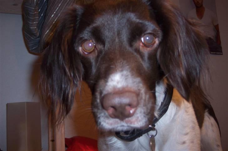 Kleiner münsterländer sofie billede 17