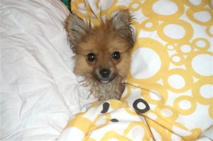 Pomeranian Mixie. - Mixie når hun varmer sig under dynerne, efter badet. billede 7