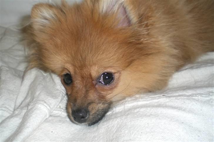 Pomeranian Mixie. - Nåååårh. billede 8