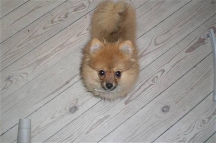 Pomeranian Mixie. - Lille bitte. billede 9