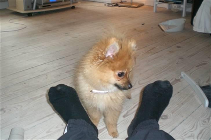 Pomeranian Mixie. - Hun elsker tær (;  billede 10