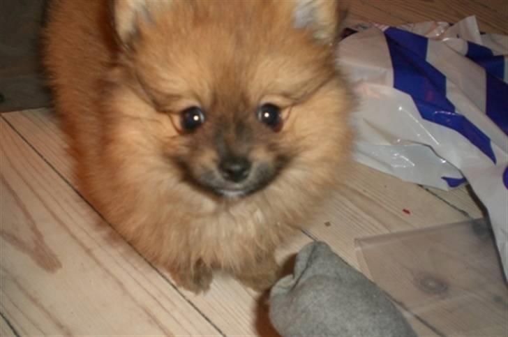 Pomeranian Mixie. - Hej hej lille Mixie. billede 11