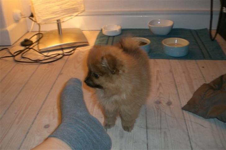 Pomeranian Mixie. - Tær igen (; billede 12