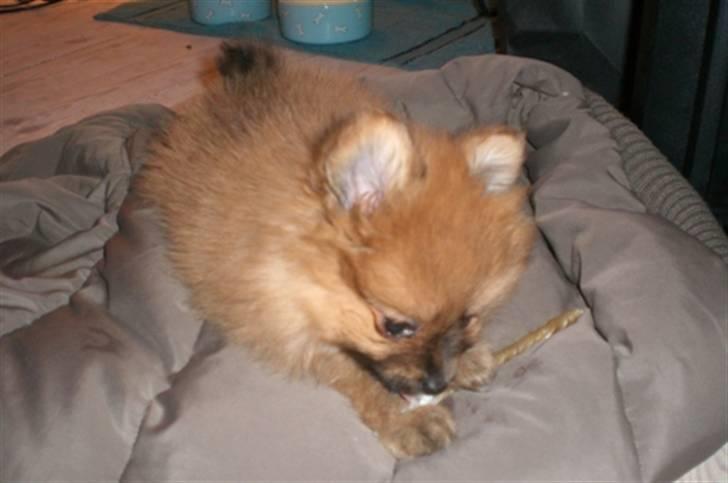 Pomeranian Mixie. - Lille skatter Mixie. billede 13