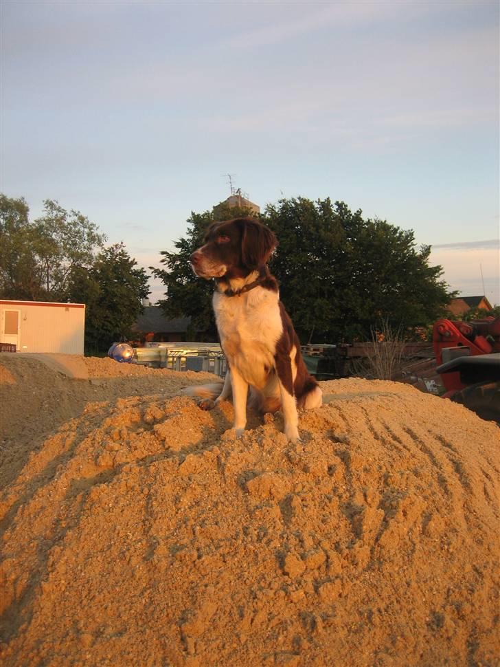 Kleiner münsterländer Tasha billede 15