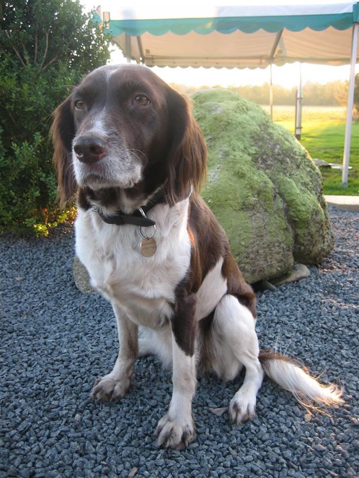 Kleiner münsterländer Tasha billede 16