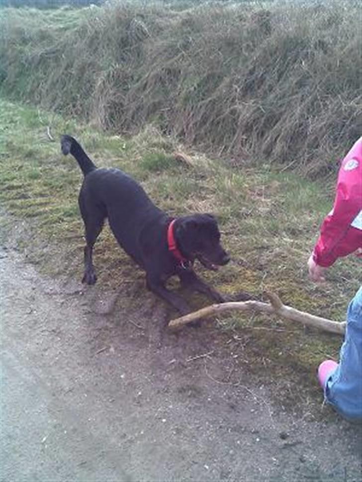 Blanding af racer Zenta billede 1