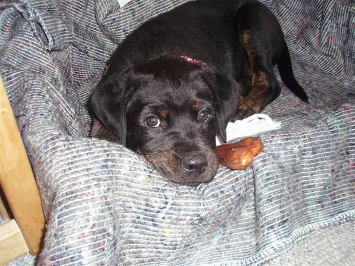 Blanding af racer Zenta billede 2