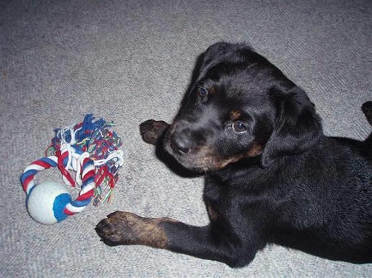 Blanding af racer Zenta billede 3