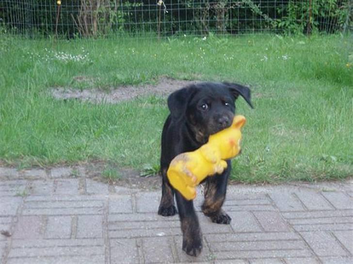 Blanding af racer Zenta billede 4