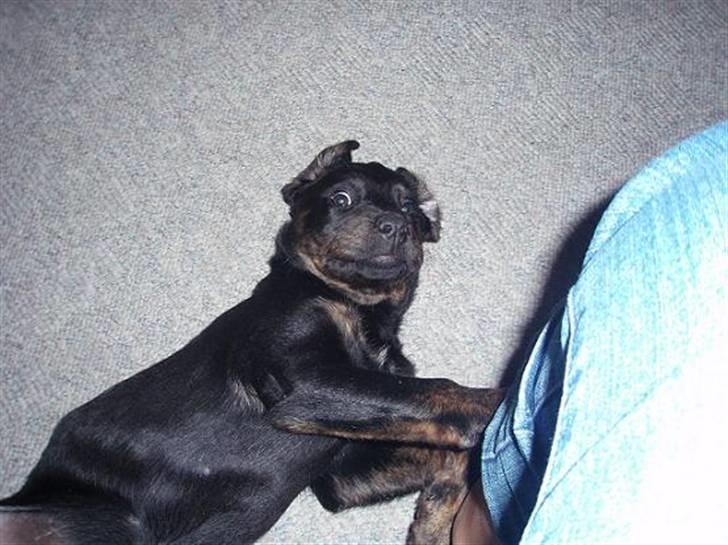 Blanding af racer Zenta billede 5