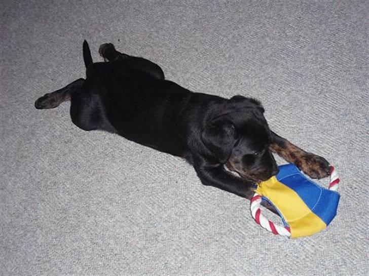 Blanding af racer Zenta billede 6