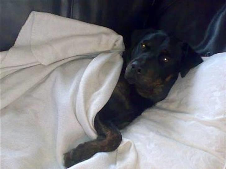 Blanding af racer Zenta - Marts 08 billede 7