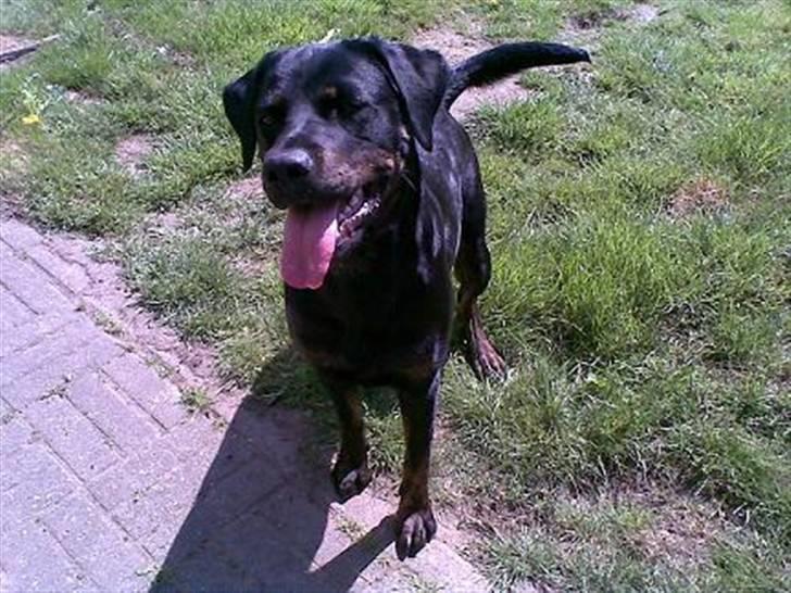 Blanding af racer Zenta - Sidste nye billede. d 18 maj 08 Hun er her 1 år gammel billede 8