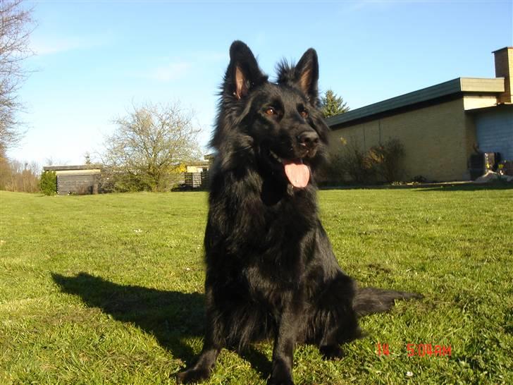 Schæferhund Degn ´s Becki billede 1