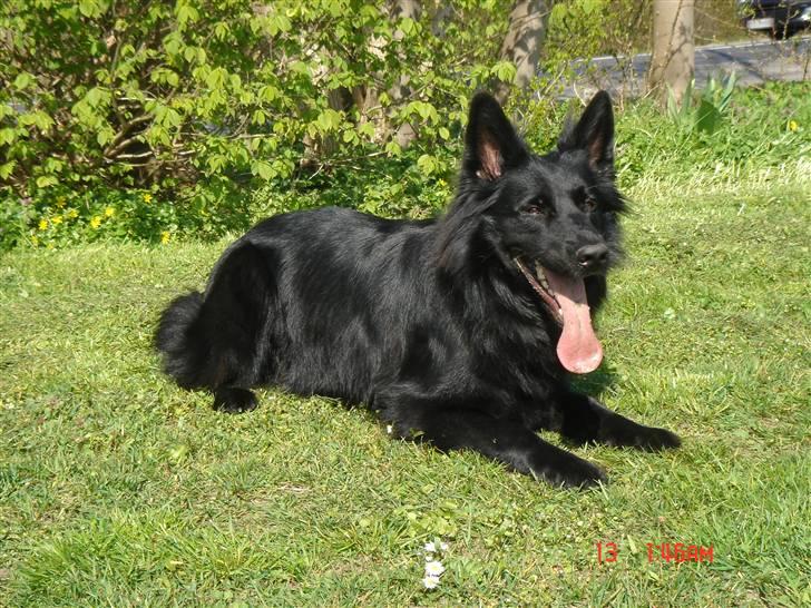 Schæferhund Degn ´s Becki billede 2