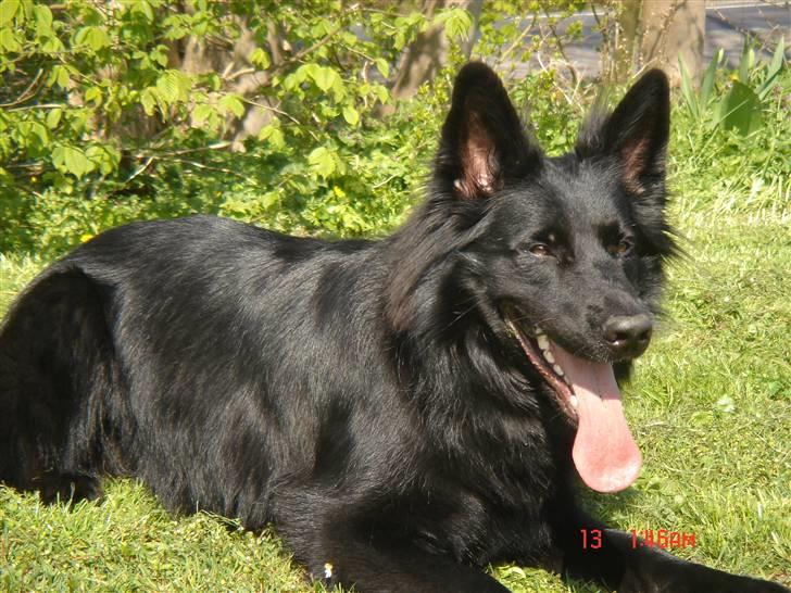 Schæferhund Degn ´s Becki billede 3