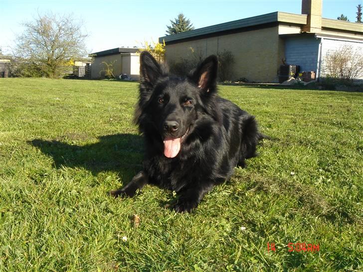 Schæferhund Degn ´s Becki billede 4