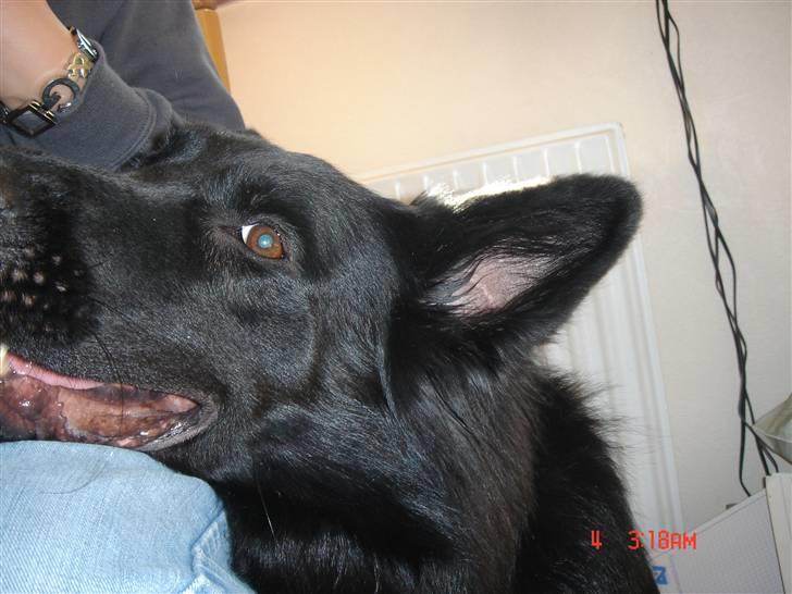 Schæferhund Degn ´s Becki billede 5