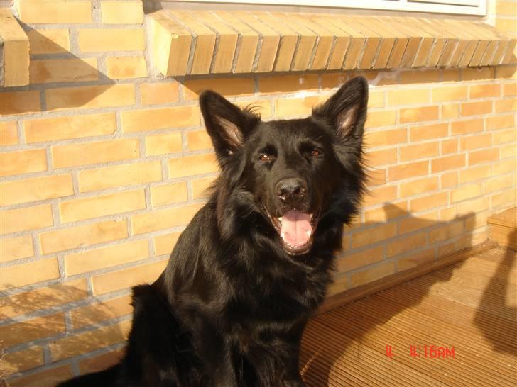 Schæferhund Degn ´s Becki billede 6