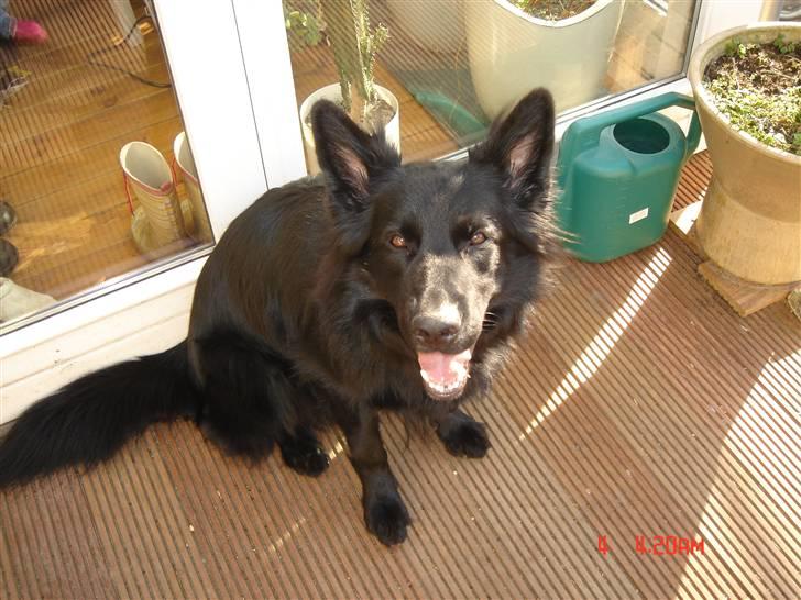 Schæferhund Degn ´s Becki billede 7