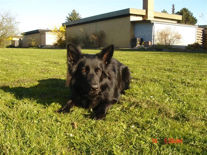 Schæferhund Degn ´s Becki billede 8