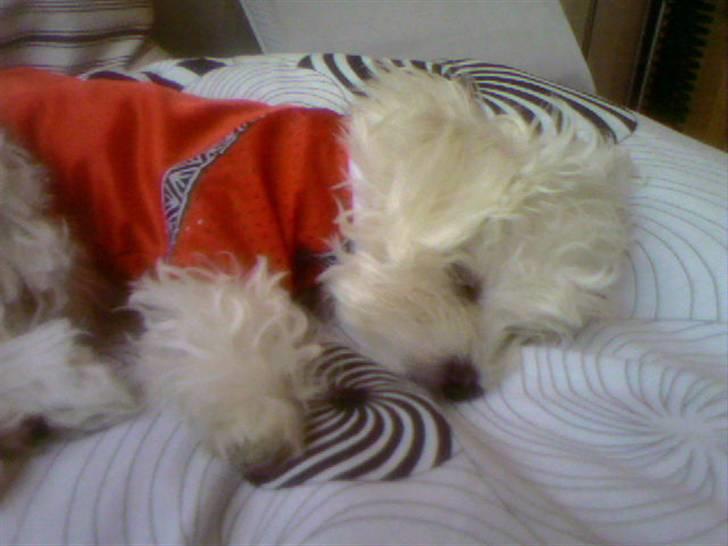 Malteser Francesco Totti - Mor og jeg skal til se Manchester United i tv´et så har fået min supporter trøje på...:) September 2006 billede 16