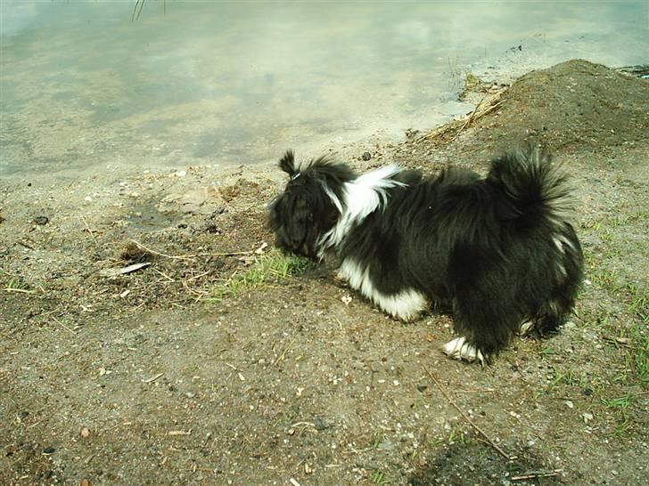 Lhasa apso Joey - 22/7 er det fisk jeg kan se? billede 12