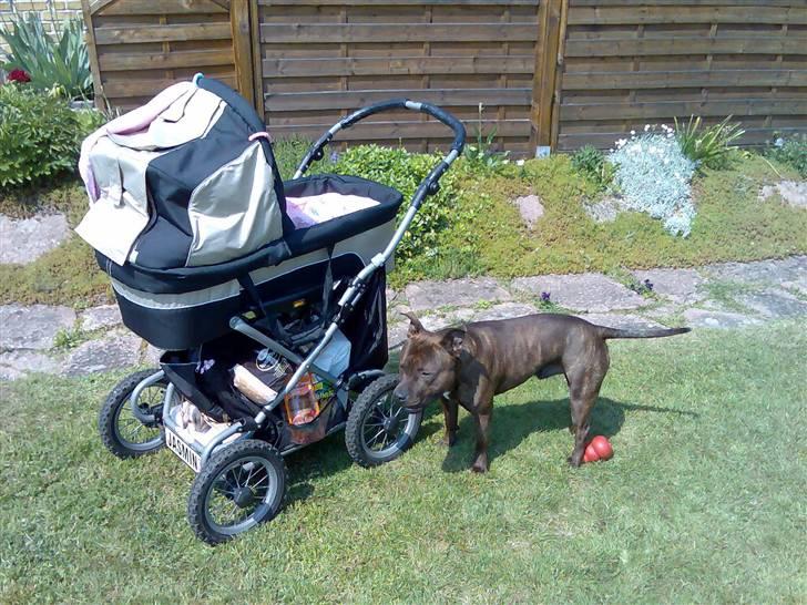 Staffordshire bull terrier "Zezar"   billede 12