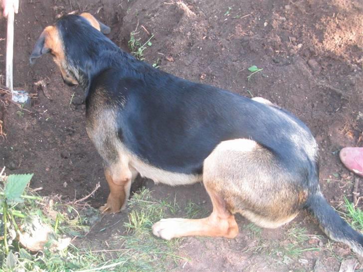 Blanding af racer Pumba - Her sidder jeg og ser på, at far graver en rod fri, en god sidde plads.... billede 19