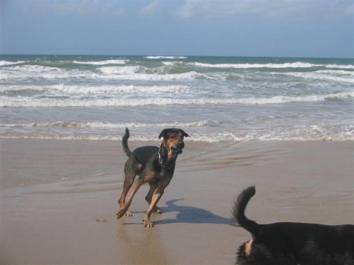 Blanding af racer Pumba - Her er jeg ved vesterhavet, skønt at lege ved vandet.. billede 20
