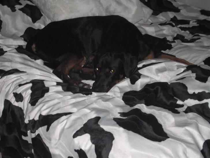 Blanding af racer Sussi - Jeg elsker at ligger i sengen... billede 17