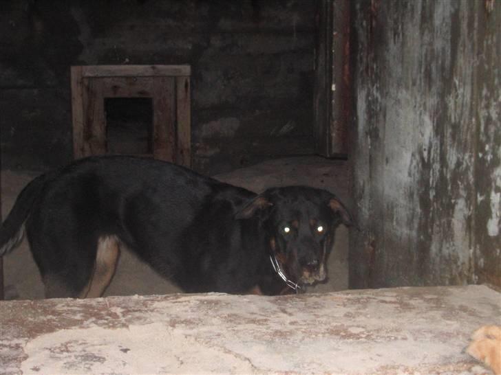 Blanding af racer Sussi - Her er jeg i en bunker ved vesterhavet, det er lidt uhyggeligt.. billede 19