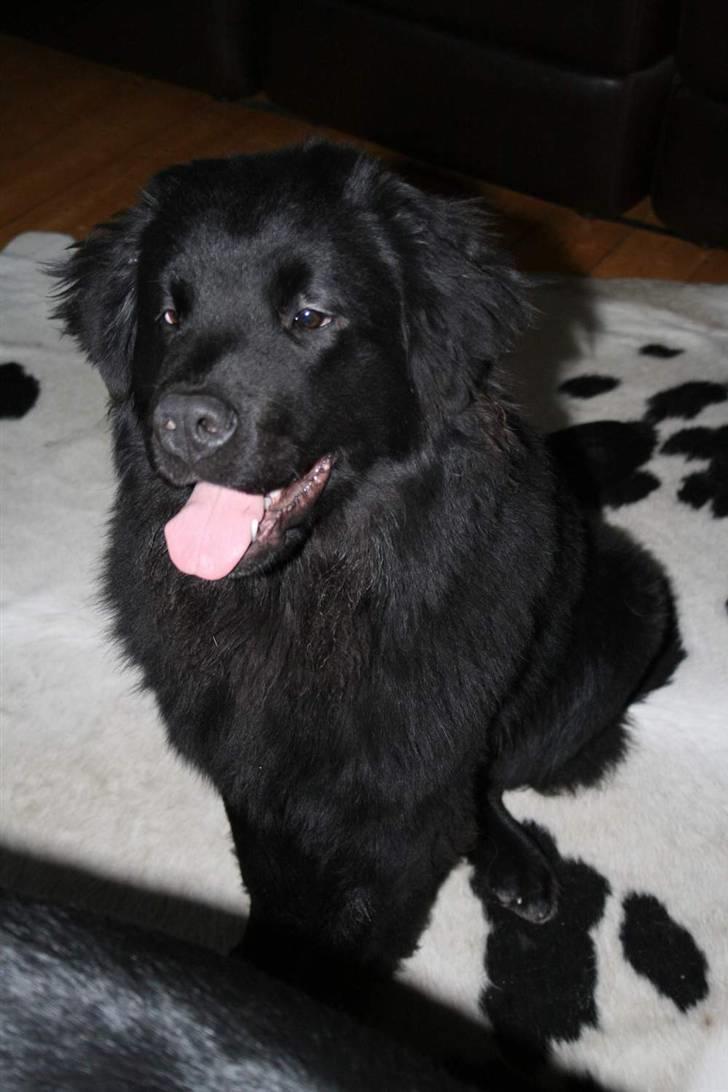 Newfoundlænder Aya billede 5