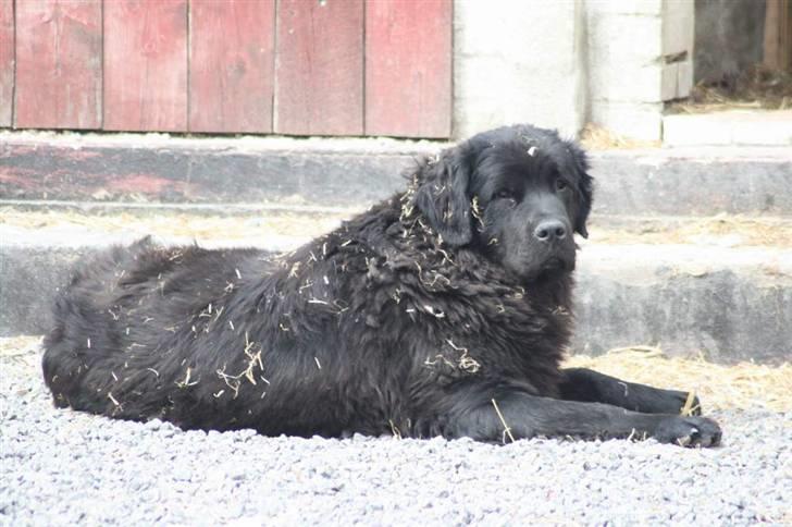 Newfoundlænder Aya - Aya forklædt som en halmballe billede 6