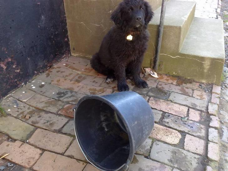 Newfoundlænder Aya - Det var IKKE mig..... billede 7