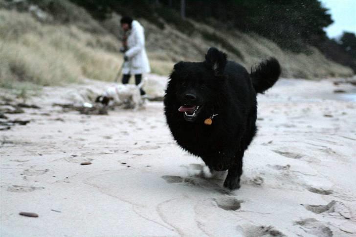 Newfoundlænder Aya billede 8