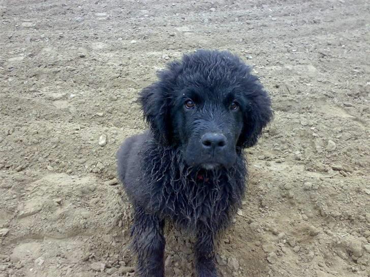 Newfoundlænder Aya billede 10