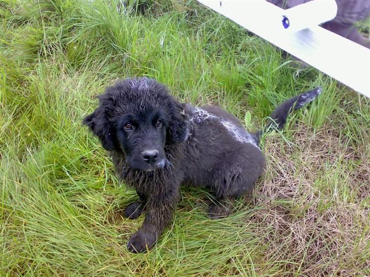 Newfoundlænder Aya - Jeg har IKKE været i nærheden af malingen mor... billede 11