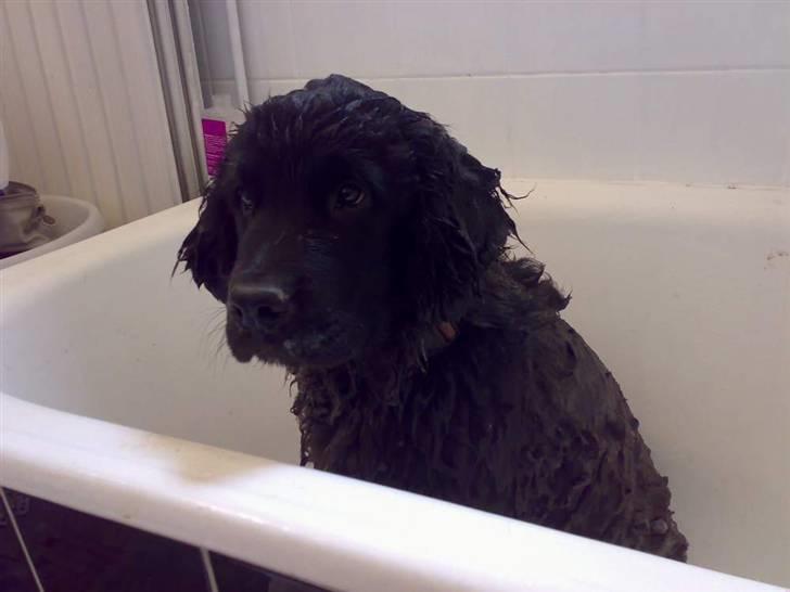 Newfoundlænder Aya - ØV billede 12